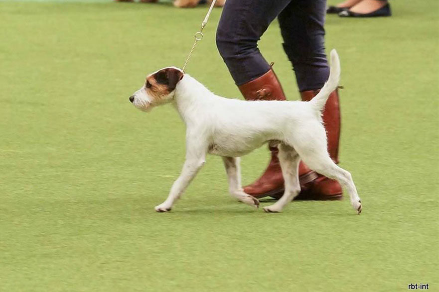 Stanley the Parson Russell Terrier