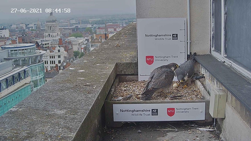 Peregrine Falcons in the nest box on top of the Newton building at NTU in 2021