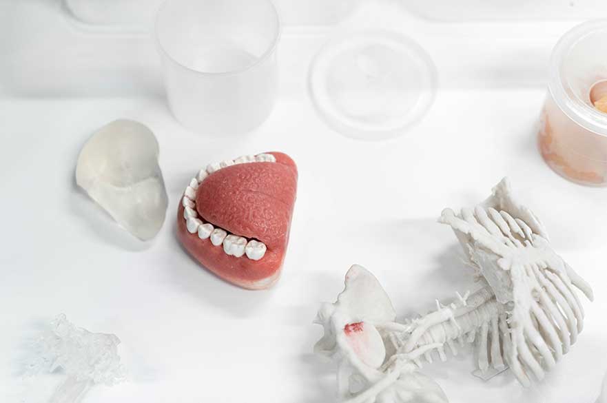 A dental model