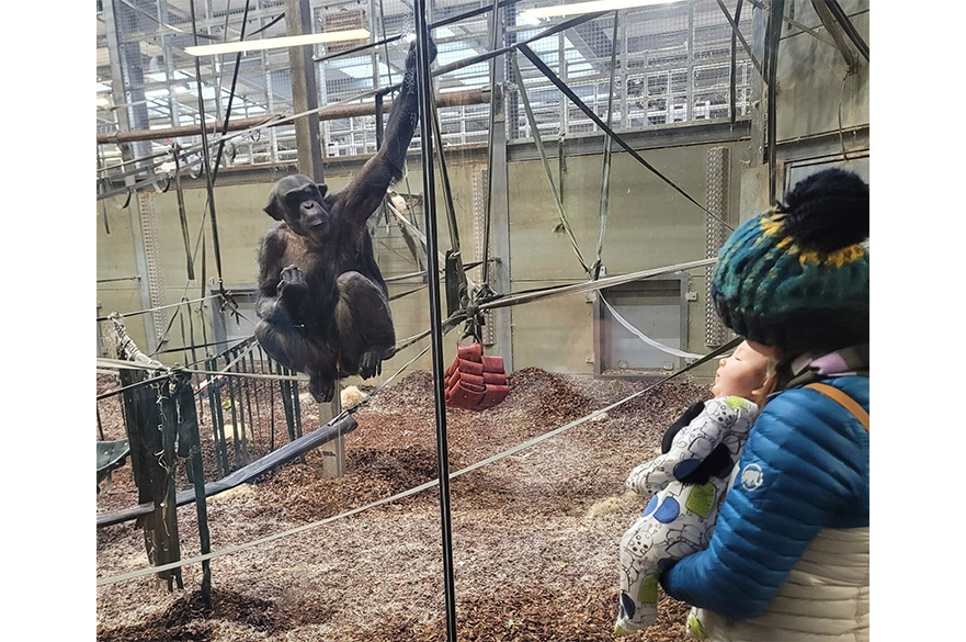 Dr Samantha Ward - Here's Looking at You Kid: The Implications of Humans on Zoo Animal Wellbeing
