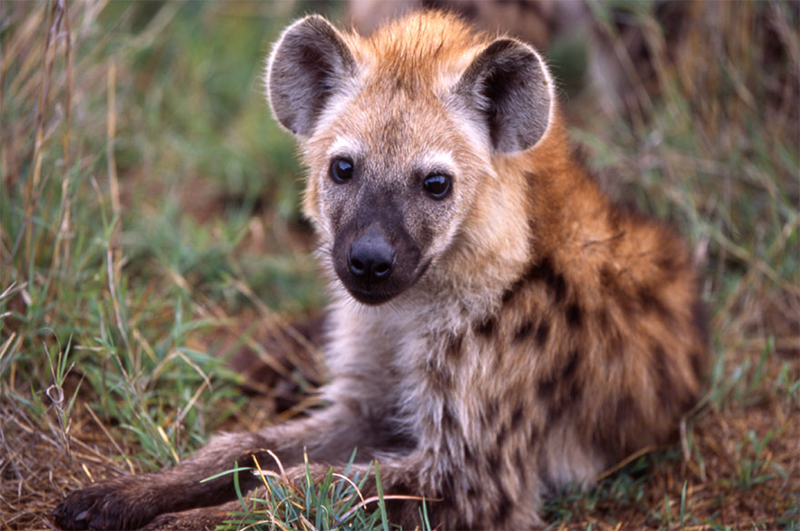 Hyena lying on the grass