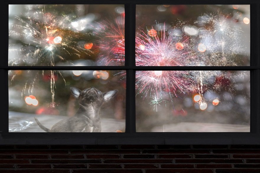 Dog and fireworks