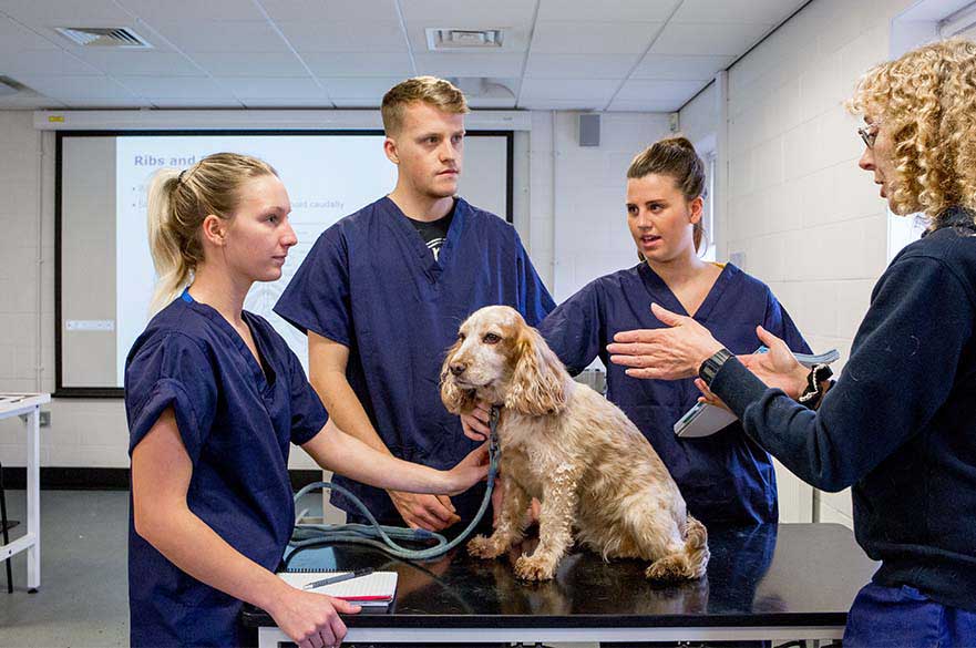 Veterinary Nursing Centre students Centre receiving guidance