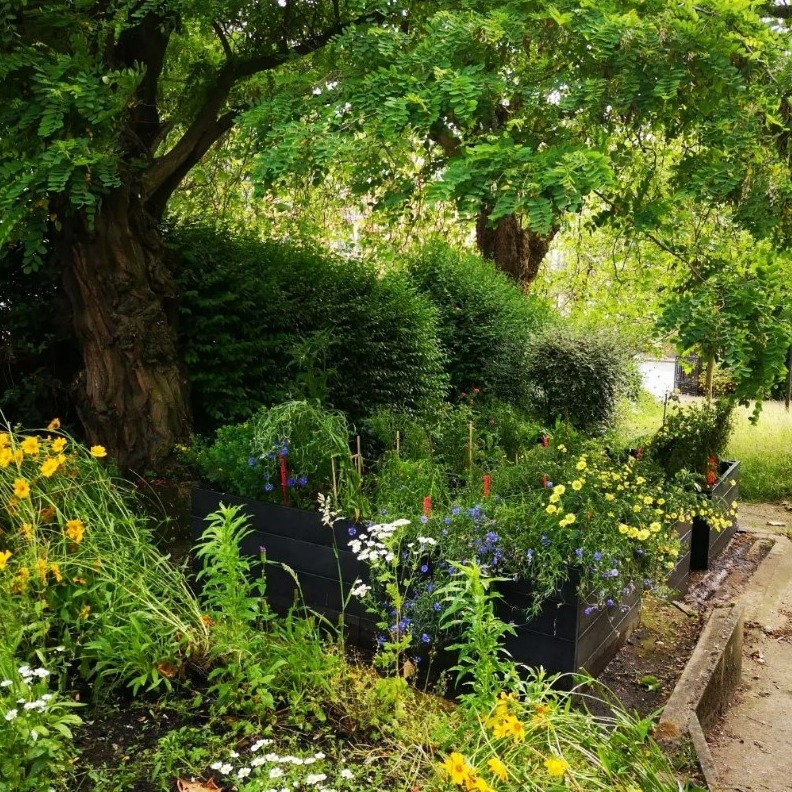 Picture of planters filled with plants and flowers in front of a tree and hedge