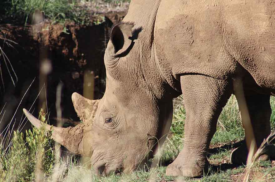 Rhino eating grass