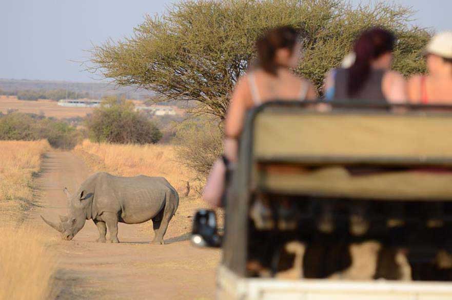 Rhino standing on a road