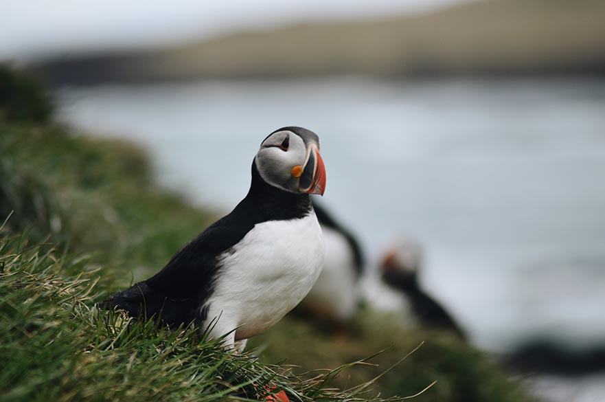 A puffin.