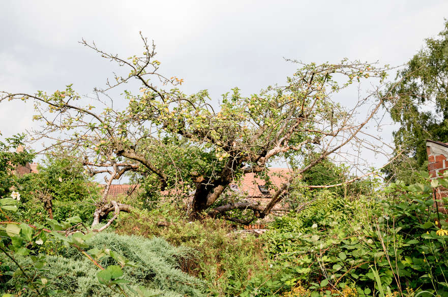Bramley apple tree