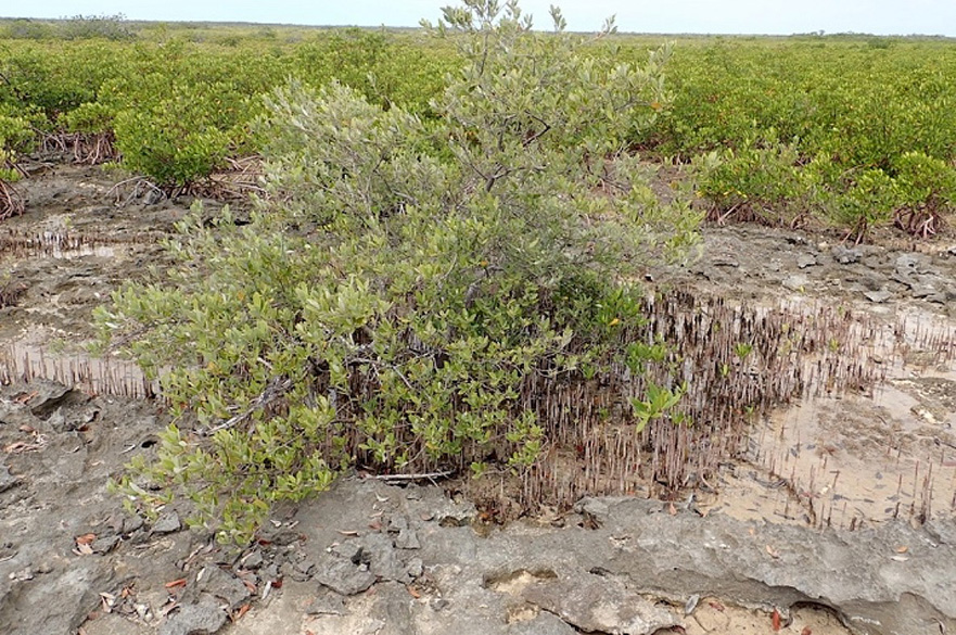 Mangroves in the forest.