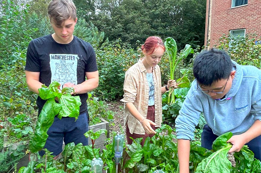 three students gardening at clifton allotment