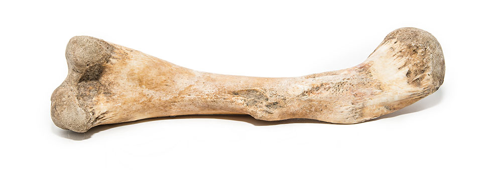 Bone