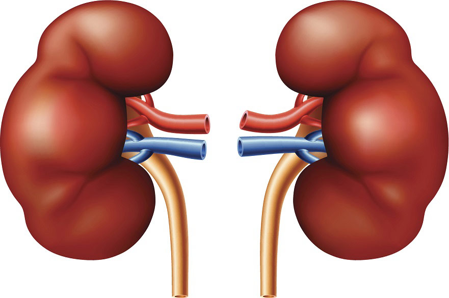Kidneys