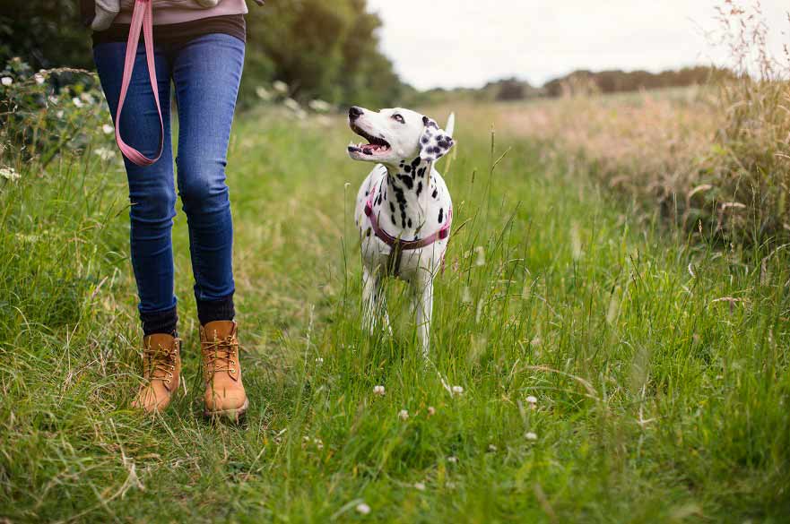 Dalmation 