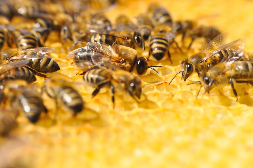 Honeybees