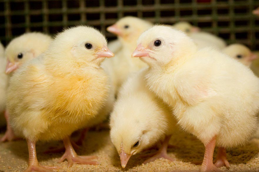 Chicks