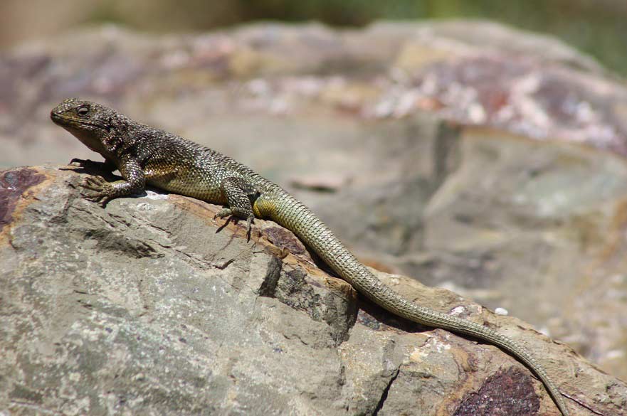 Lizard
