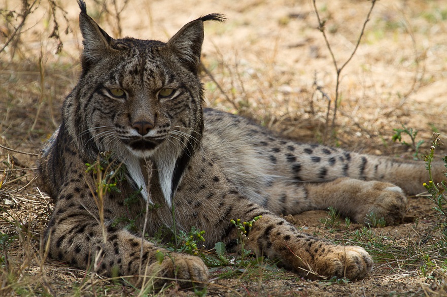 Iberian lynx