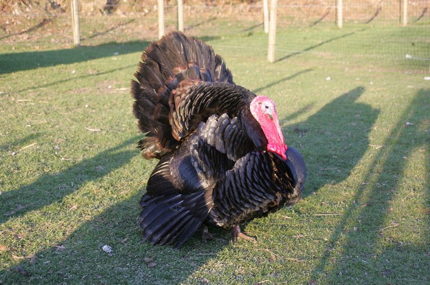 Norfolk Black turkey