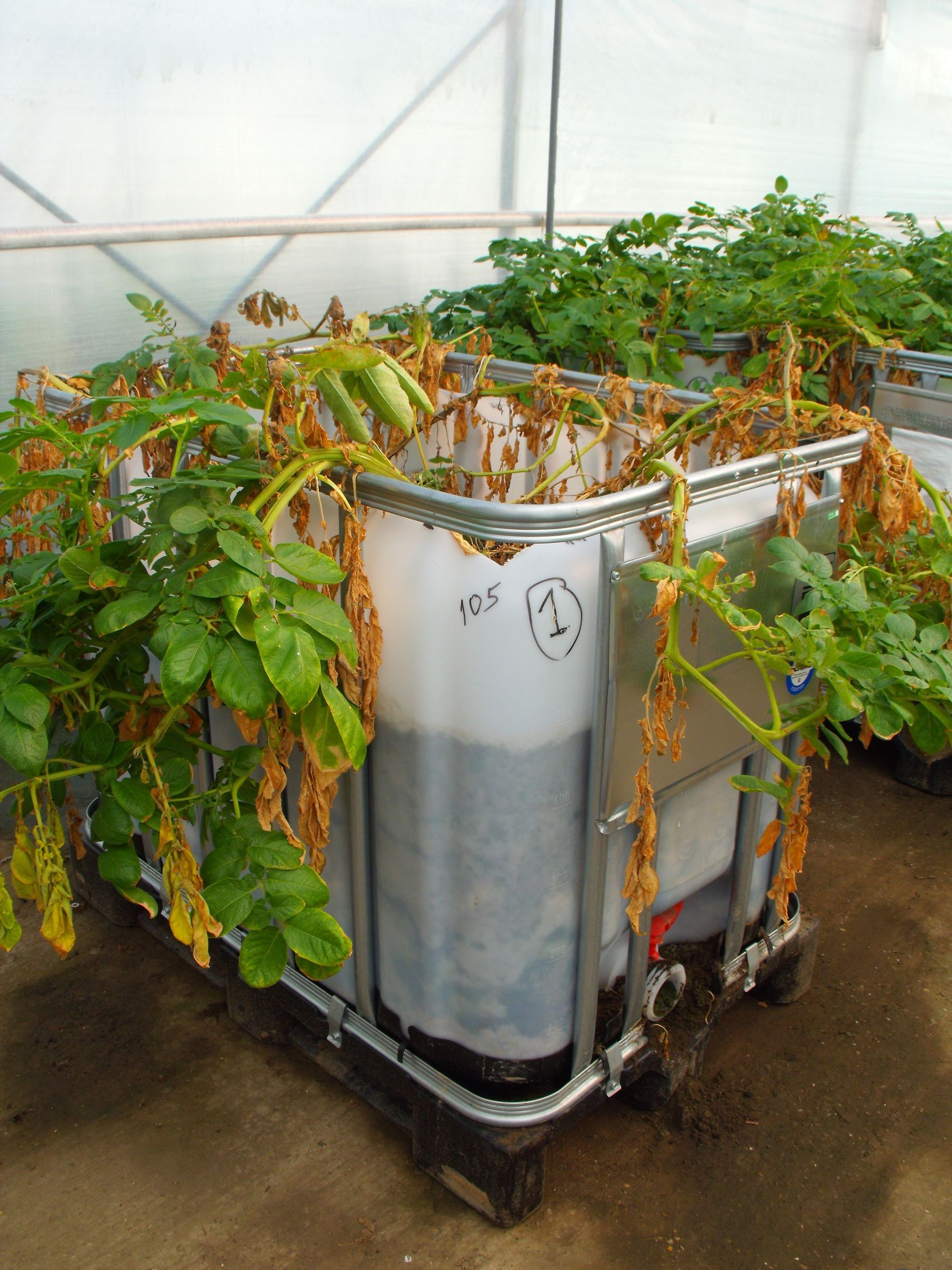 Untreated potatoes