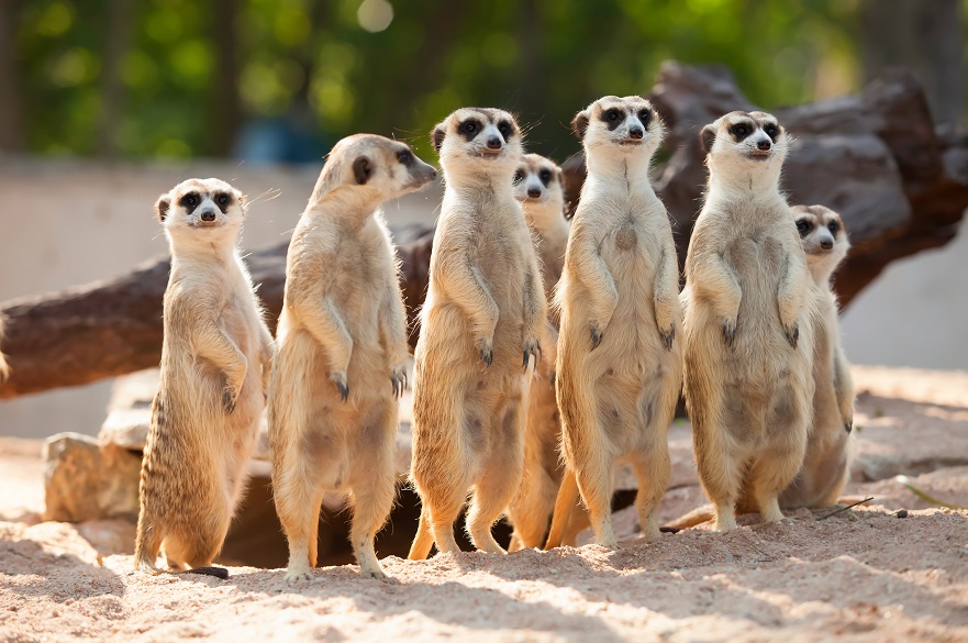 Meerkats
