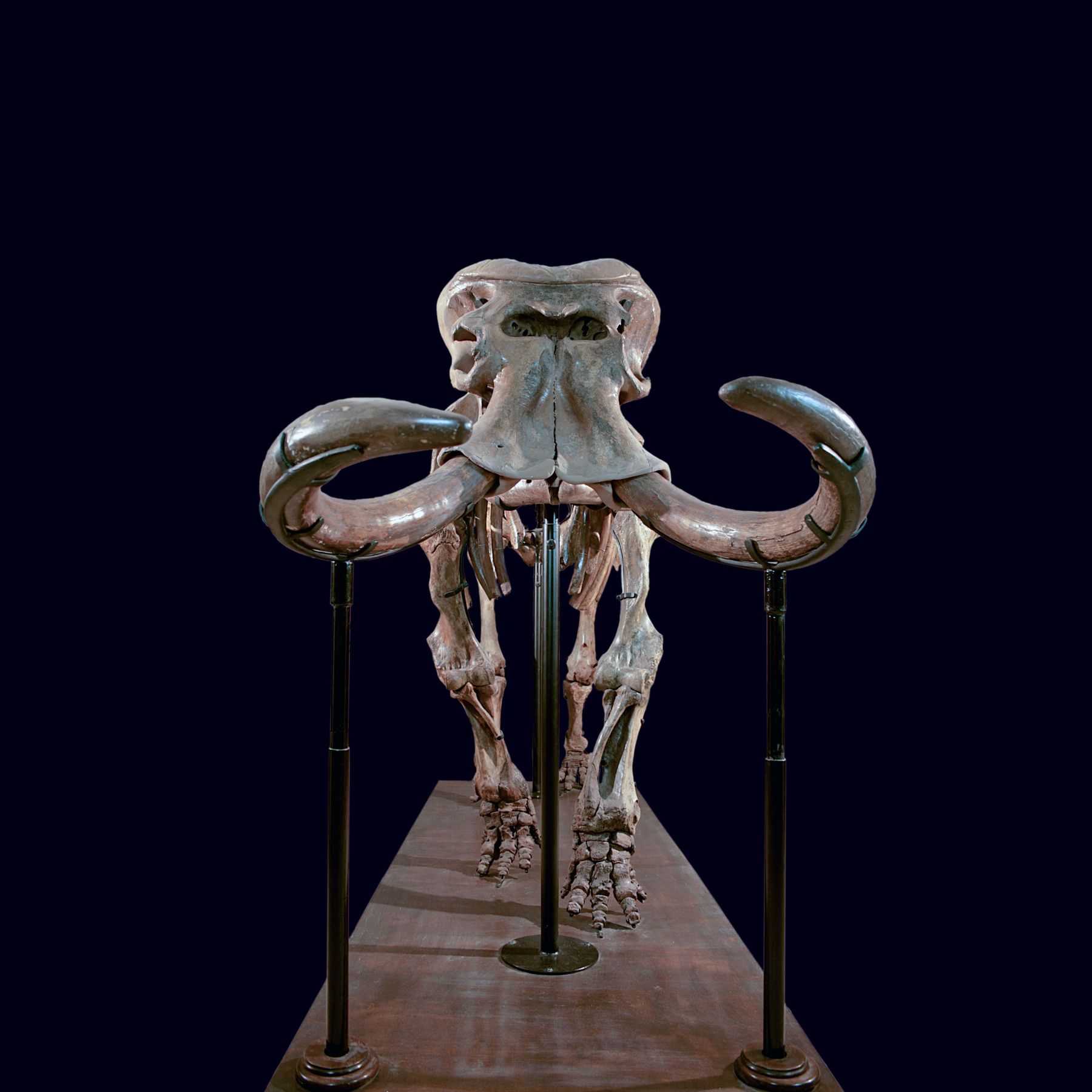 Dwarf elephant