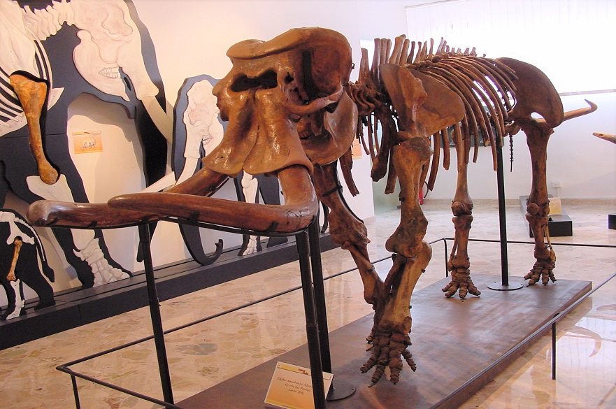 Dwarf elephant