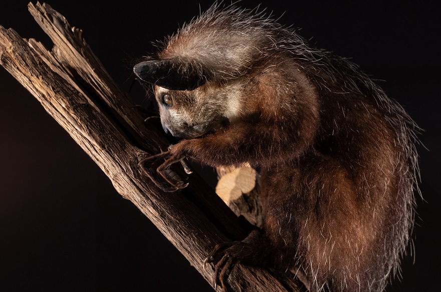 Aye-aye