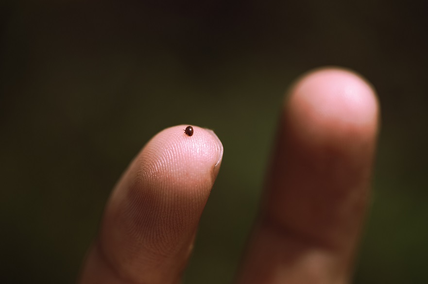 Varroa mite