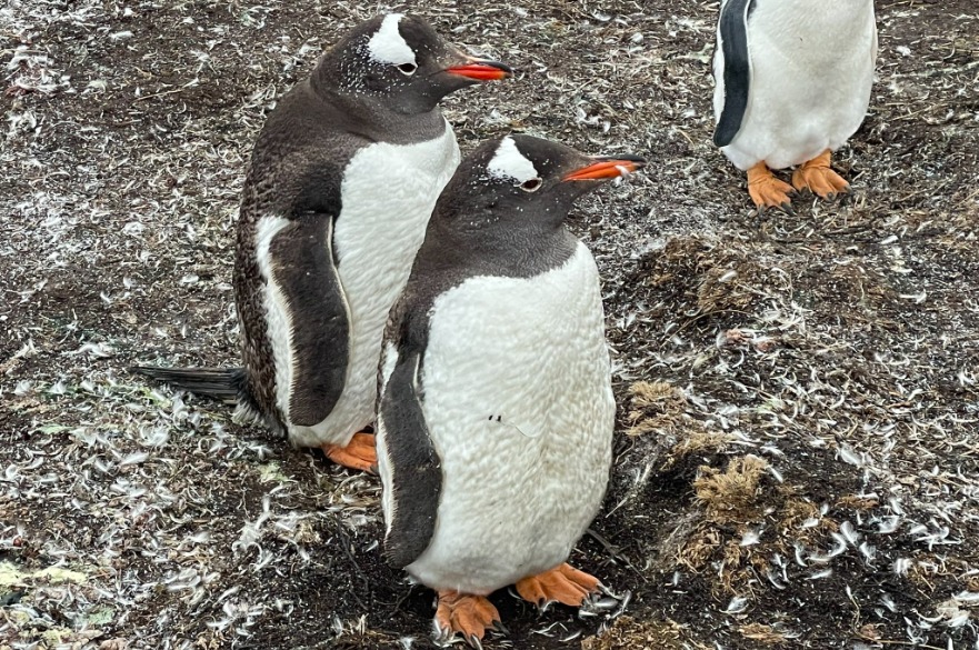 Magellanic penguin on the Falkland Islands