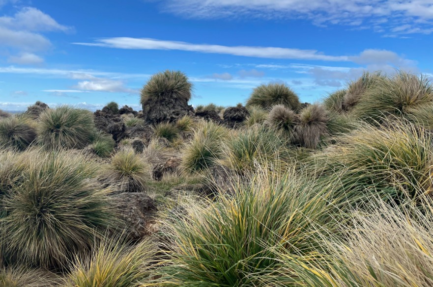 Weddell Island blanket bog