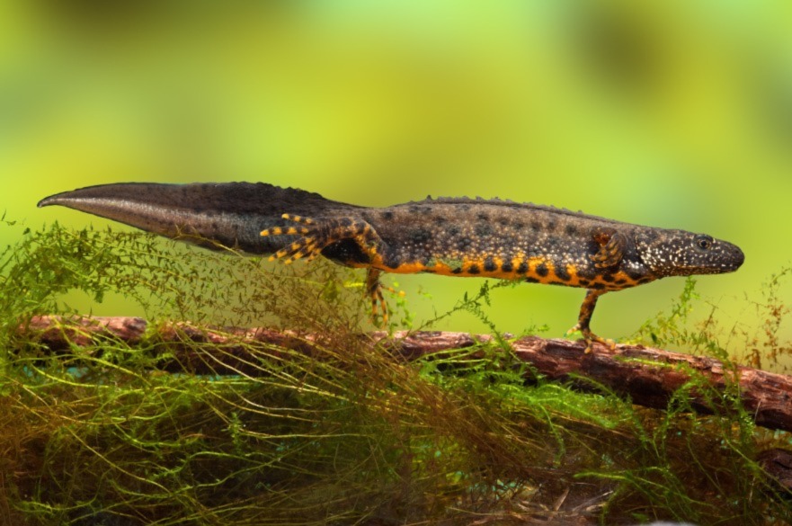 Great crested newt (Triturus cristatus)