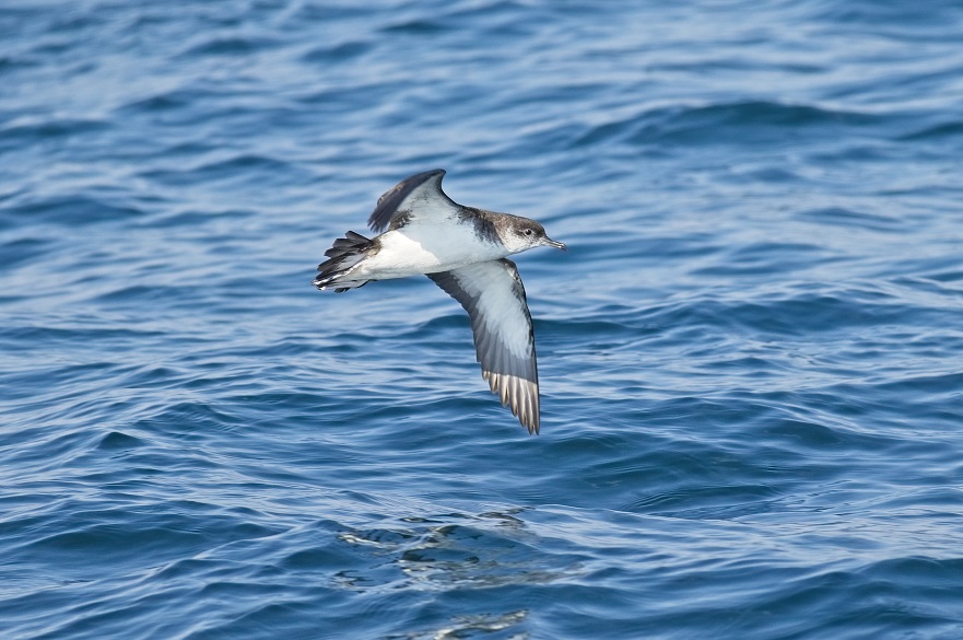 Manx shearwater