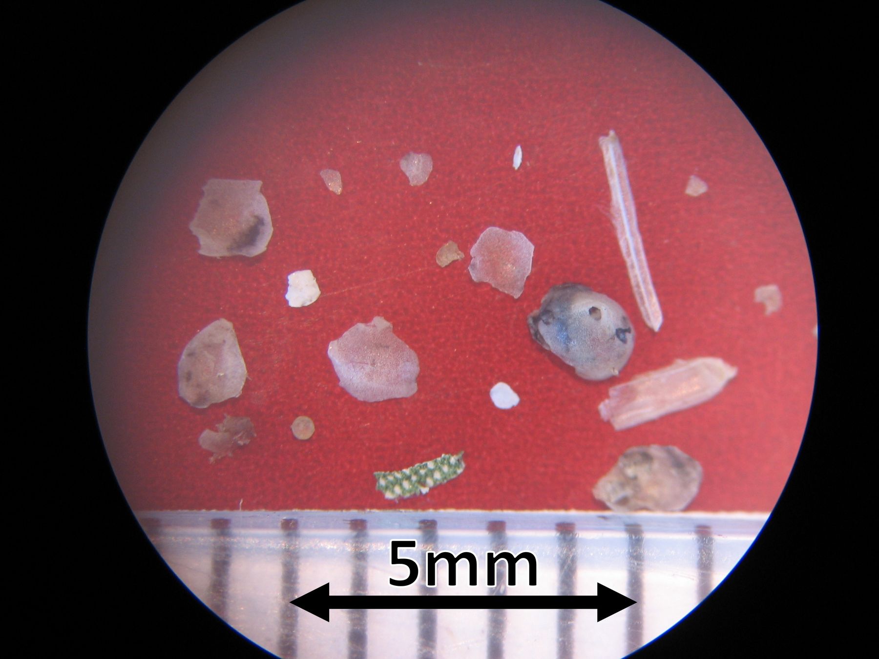 Plastics from the study (Ellie Ames)