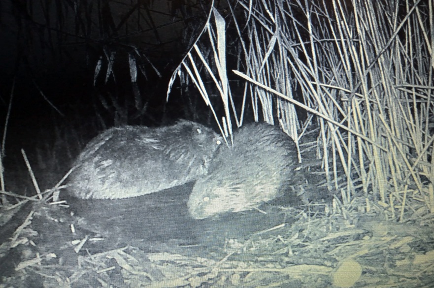 Beaver kits