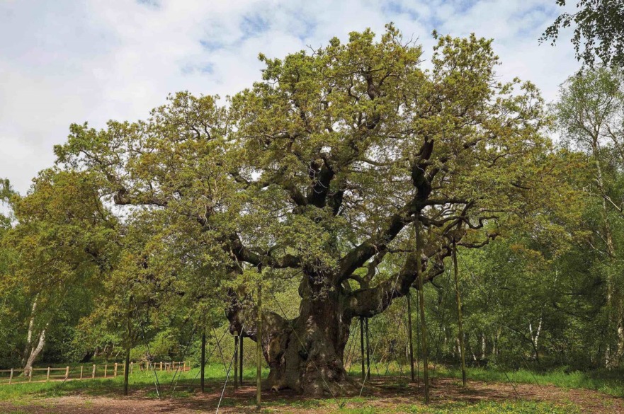 Major Oak Sherwood Forest