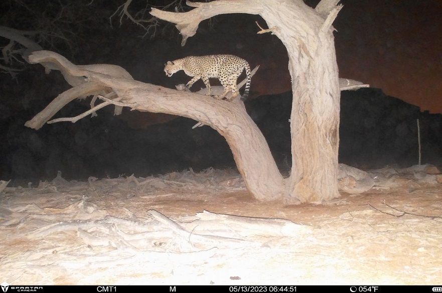 Cheetah