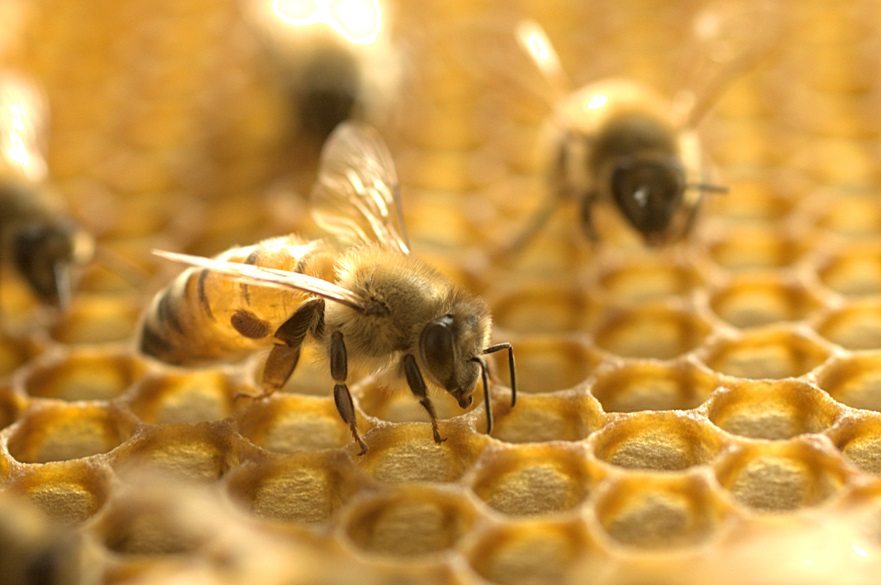 Honeybee