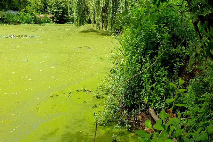 Cyanobacteria