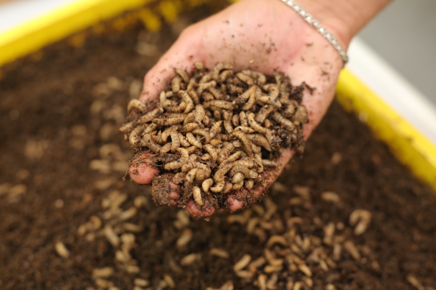 Live larvae