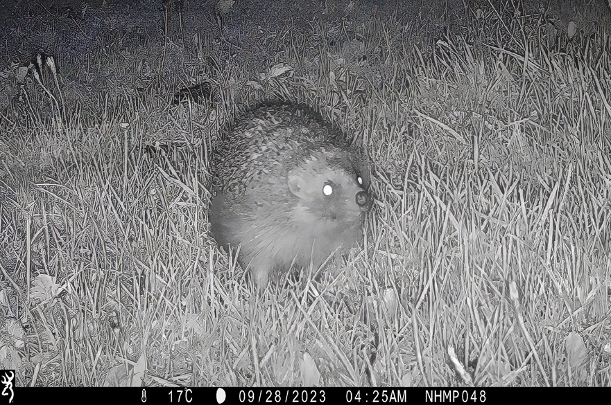 Hedgehog