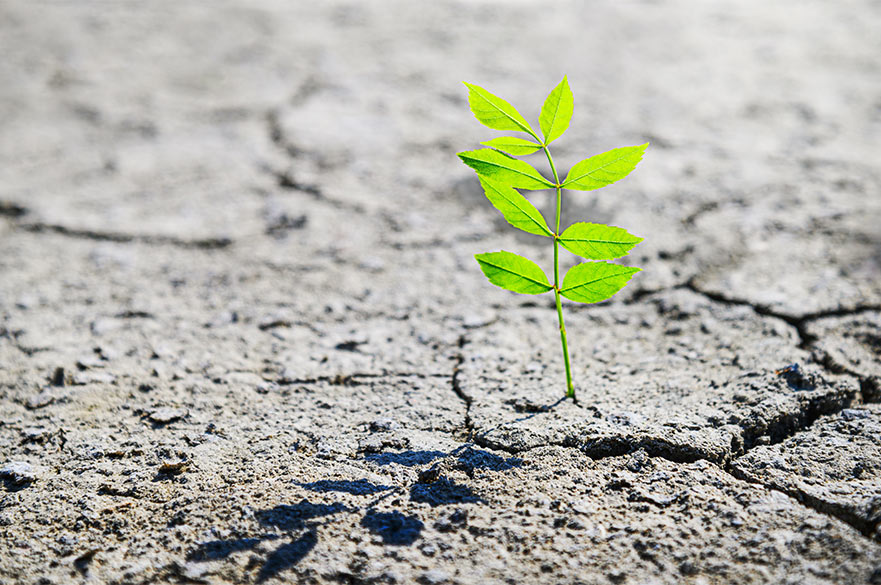 Small green plant growing from a cracked floor