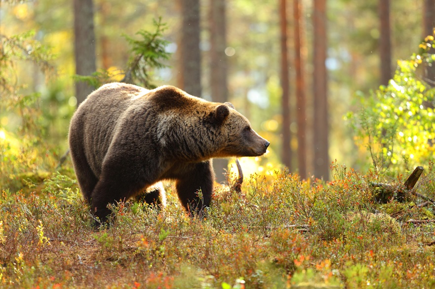 Brown bear