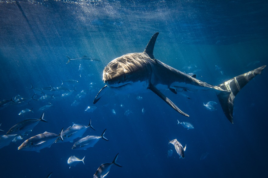 Great white shark