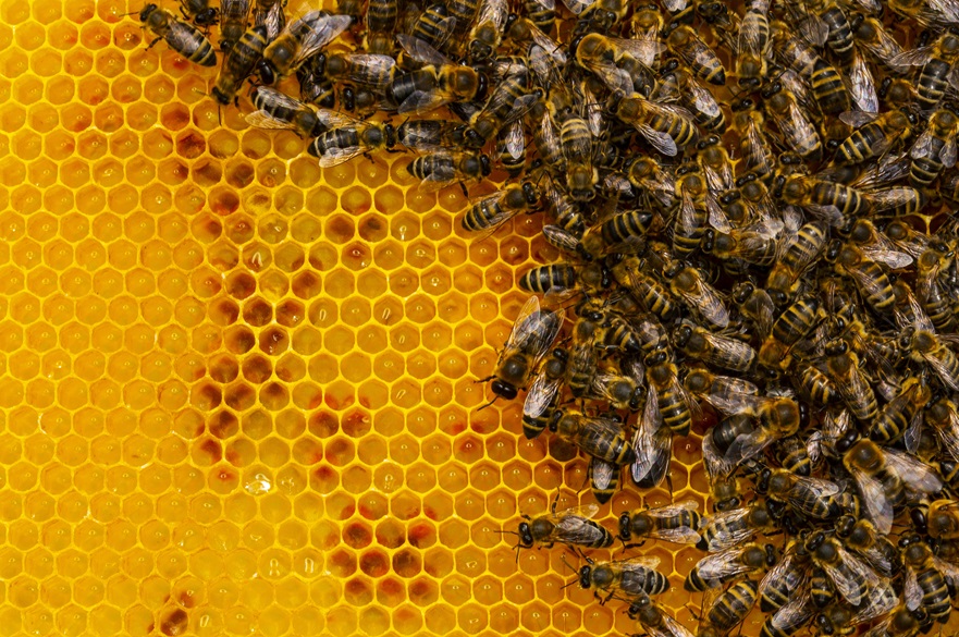 Honeybees