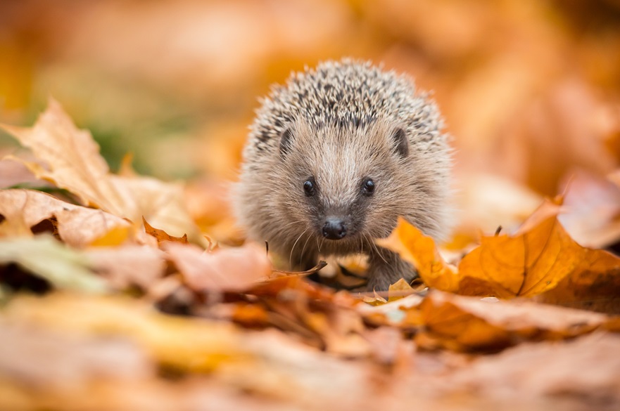 Hedgehog