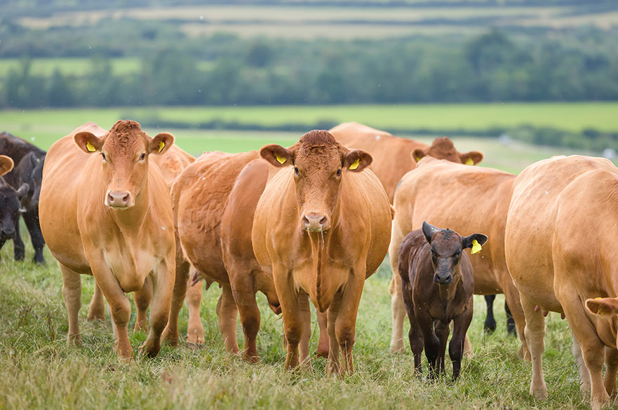 Herd of cows in a field