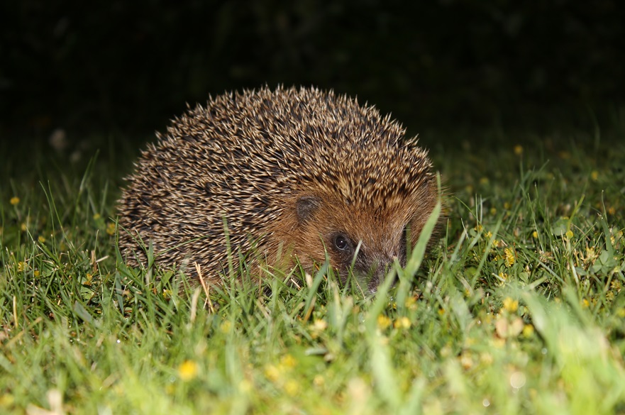 Hedgehog