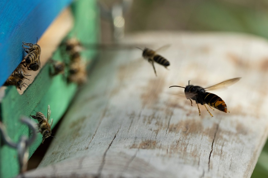 Asian hornet