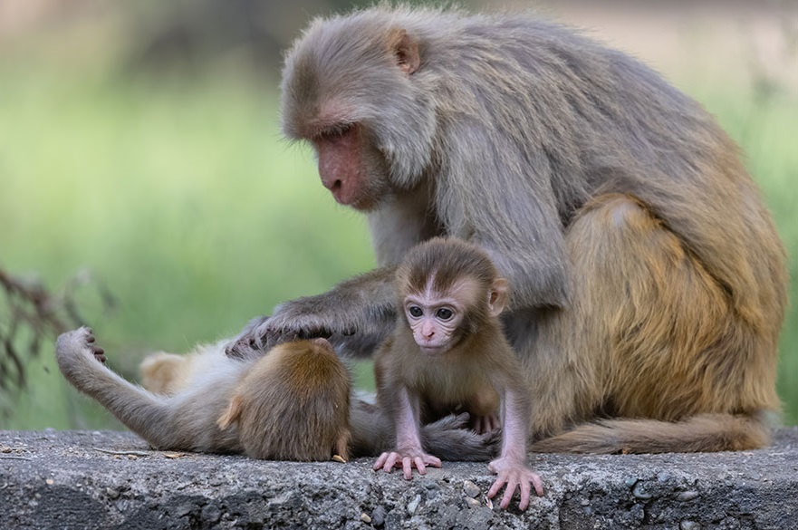 Rhesus macaque mother looking down at her baby