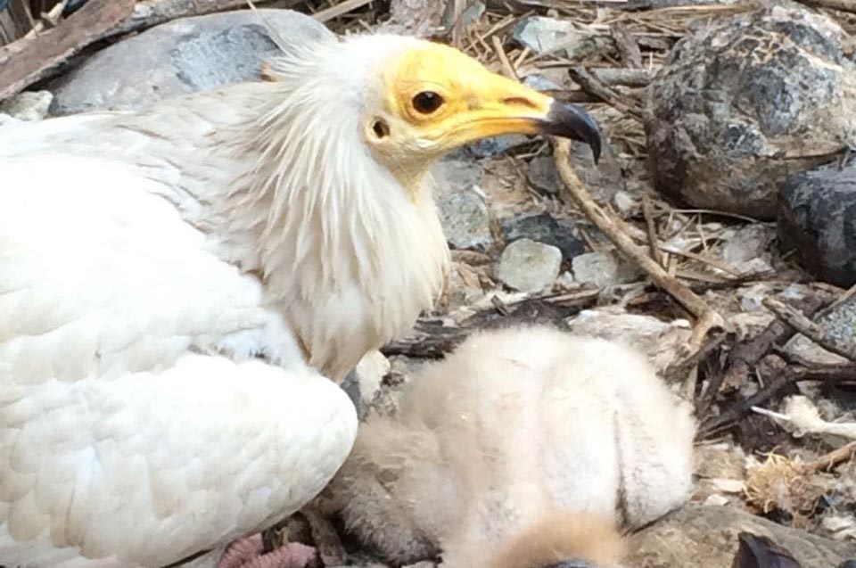 Birds in Nest